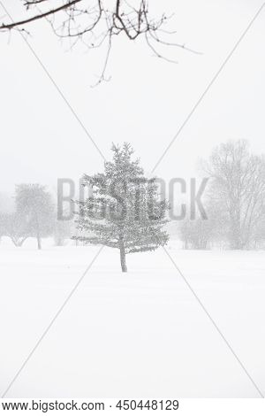 Snow covered trees during heavy snowfall in New York