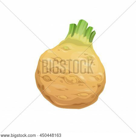 Raw Isolated Celery Root Vegetable Of Farm Fresh Food. Cartoon Vector Tuber Of Celeriac Or Knob Cele