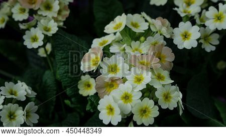 Perennial Primrose Or Primula In The Spring Garden. Spring Primroses Flowers, Primula Polyanthus, Wh