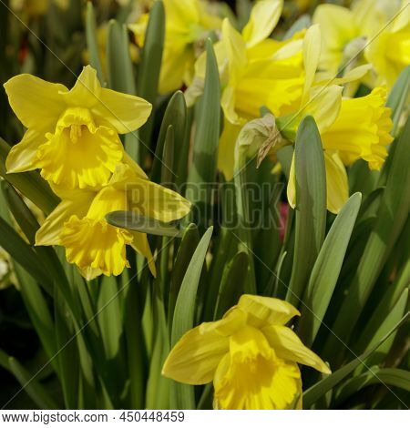 Amazing Yellow Daffodils Flower Field In The Morning Sunlight. The Perfect Image For Spring Backgrou