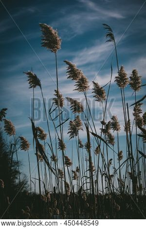 Pampas Grass Near Pond With Blue Sky In Background