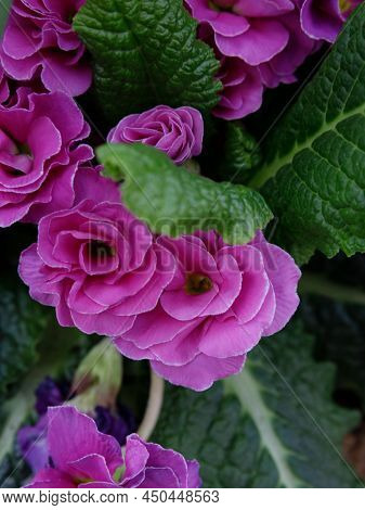 Perennial Primrose Or Primula In The Spring Garden. Spring Primroses Flowers, Primula Polyanthus, Wh