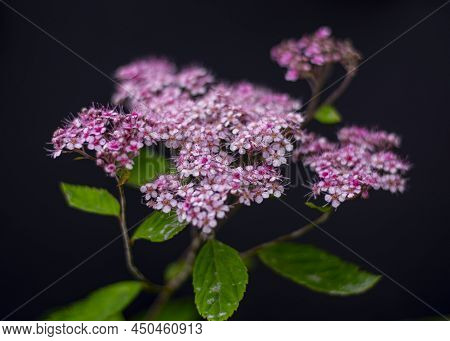 Spiraea Bumalda Anthony Waterer Flowering In The Garden. Blooming Japanese Meadowsweet Plant. Black 