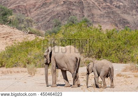 Closeup Of Two African Desert Elephant - Loxodonta Africana- Wandering In The Desert In North Wester