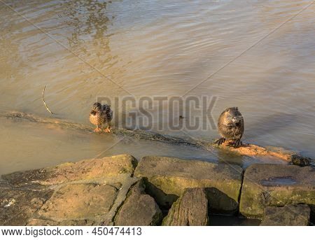 Coypu And Mallard At A Branch Of The Nidda River, Frankfurt