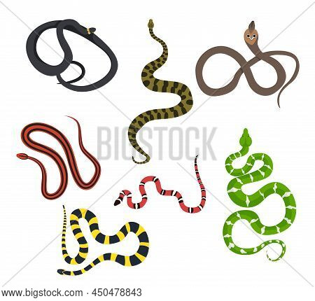 Set Of Beautiful Snake On White Background. Vector Ssnake, Anaconda, King Cobra, Dog-headed Boa, Mil