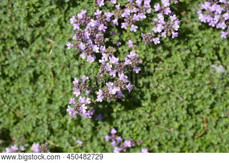 Wild Thyme Pink Flowers And Green Leaves
