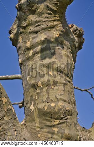 Image Of A Platan Tree Bark Texture With Blue Sky Background