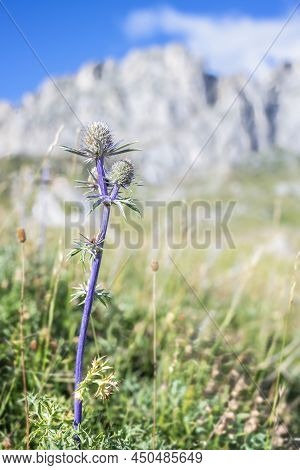 Mountain Thistle Or Blue Thistle, With Rocky Mountains Out Of Focus In The Background, Eryngium Bour