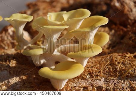 A Yellow Boletus On A Mushroom Substrate