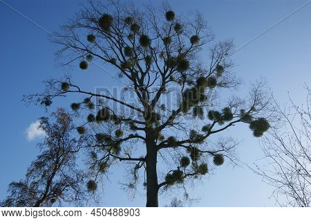 Tree In Autumn With Mistletoe. Tree Crown In The Park Against The Blue Sky. In Nature, Mistletoe, Pa