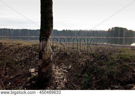 Damaged Trees With A Trunk Bitten By Beavers