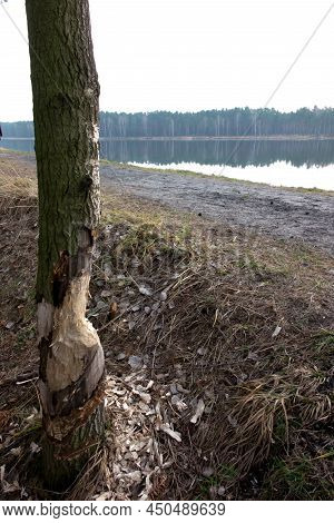 Damaged Trees With A Trunk Bitten By Beavers