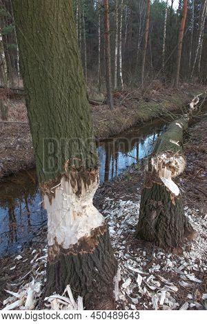 Damaged Trees With A Trunk Bitten By Beavers