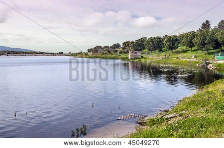 Alberi sulla riva del lago