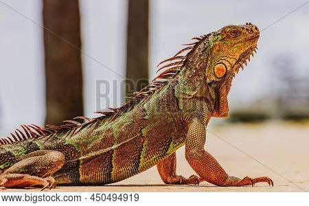 Green Iguana, Also Known As Common Or American Iguana, On Nature Background. Close-up Of The Head Of