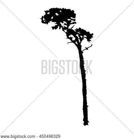 Pine Silhouette Isolated On White Background. Black Shape Of Conifer Pine Tree. Nature Design Elemen