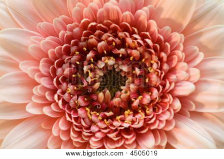De lichte roze bloem Close-up Macro
