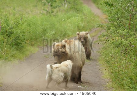 Medvěd hnědý (ursus Arctos Jeniseensis)