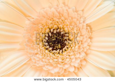 De roze bloem Beige Close-up Macro