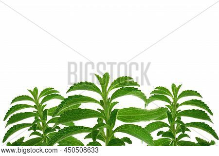 Stevia Banner.stevioside Sweetener. Green Stevia Twig.organic Low Calorie Sweetener. Green Stevia Bu