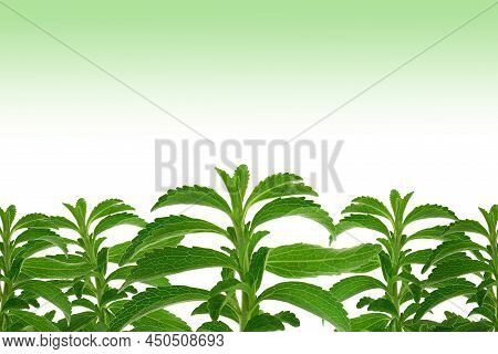 Stevia Banner.stevioside Sweetener. Stevia Twig Isolated On White Background With Green Gradient.org
