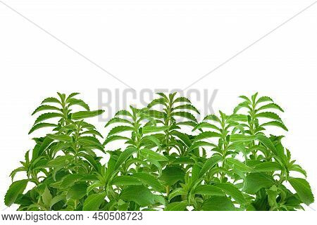 Stevia Banner.stevioside Sweetener. Green Stevia Twig Isolated On White Background .organic Low Calo