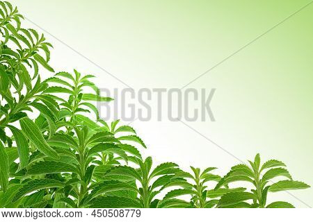 Stevia Banner.stevioside Sweetener. Green Stevia Twig Isolated On White Background With Green Gradie