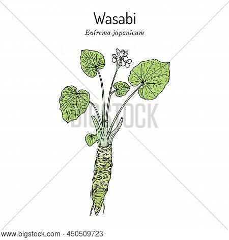 Wasabi Or Japanese Horseradish Eutrema Japonicum , Edible Plant. Hand Drawn Botanical Vector Illustr