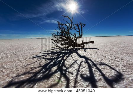 Tørt træ i Salar de uyuni, Bolivia