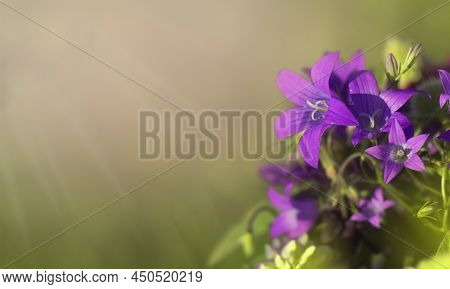 Delicate Blue Bell Flowers On The Flowerbed In Summer Among Green Grass In The Garden. They Are Wond