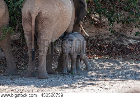 Close-up Of A Desert Elephant And Her Feeding Baby Calf, Somewhere In Namibia.