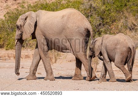 Closeup Of Two African Desert Elephant - Loxodonta Africana- Wandering In The Desert In North Wester