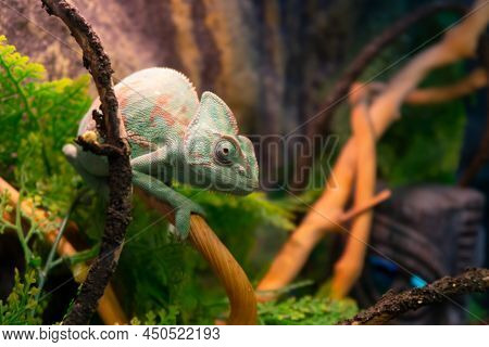 Chameleon Close Up. Multicolor Beautiful Cute Chameleon Reptile Closeup With Colorful Bright Skin. T