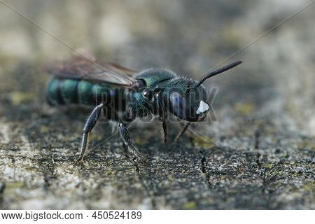 Detailed Closeup On A Female Little Blue Carpenter Bee, Ceratina Cyanea On A Piece Of Wood In Southe