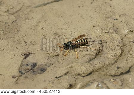 Closeup On A Yellow And Black French Paperwasp, Polistes Dominula, Drinking At A Puddle In The Summe