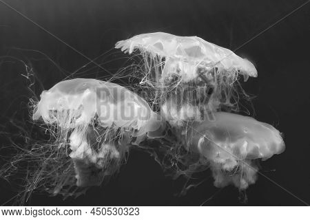 Jellyfish (chrysaora Fuscescens Or Pacific Sea Nettle) In Ocean Water
