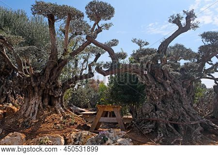 A Place To Rest Among The Old Bizarre Olive Trees In The Zimrat Moshav In Southern Israel