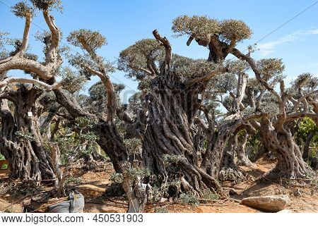 Old Bizarre Olive Trees In The Zimrat Moshav In Southern Israel