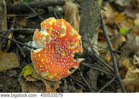 A Poisonous And Hallucinogenic Mushroom Fly Agaric In The Grass Against The Background Of An Autumn 