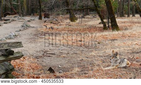 Wild Furry Wolf, Gray Coyote Or Grey Coywolf, Autumn Forest Glade, Yosemite National Park Wildlife, 