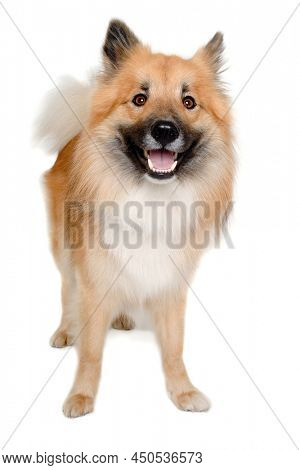 Happy Eurasier dog isolated on a white background
