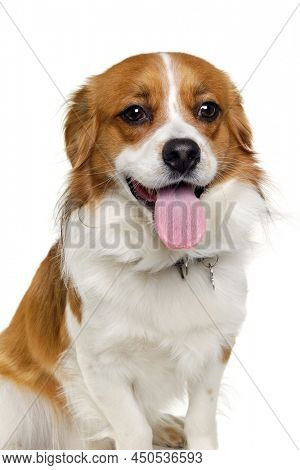 Happy Kooiker dog sitting. Isolated on a clean white background.