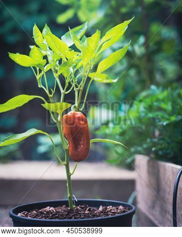 Filtered Image Ripen Cubanelle Pepper Fruit On Vine Growing In Pot With Drip Irrigation System At Ba