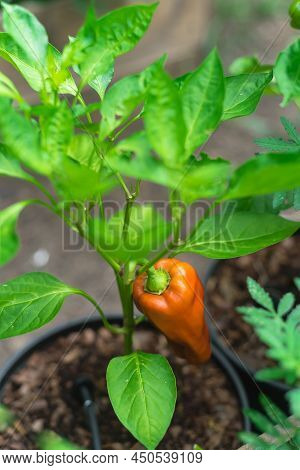 Ripen Cubanelle Pepper Fruit On Vine Growing In Pot With Drip Irrigation System At Backyard Garden N