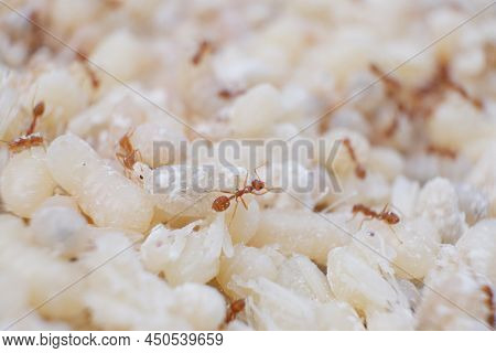 Red Ant Eggs In Talcum Powder\nred Ant Eggs Are A Food Ingredient.\nred Ant Eggs Are High In Protein