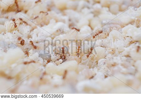 Red Ant Eggs In Talcum Powder\nred Ant Eggs Are A Food Ingredient.\nred Ant Eggs Are High In Protein