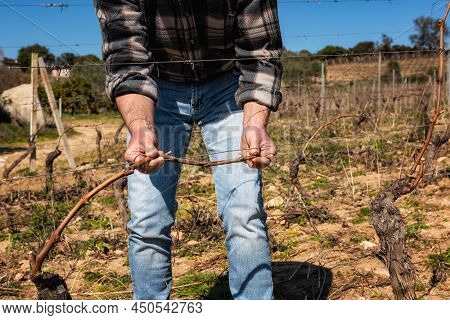 Farmer Pruning The Vine In Winter. Agriculture.