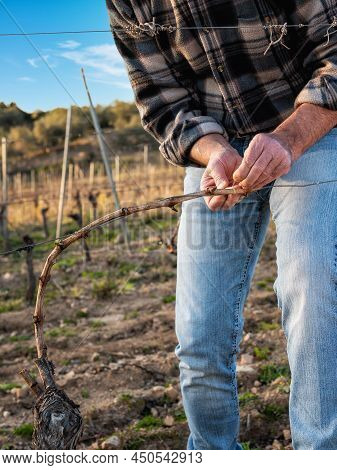 Farmer Pruning The Vine In Winter. Agriculture.