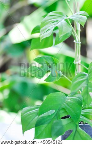 Mini Monstera, Monstera Deliciosa Liebm Or Philodendron Ginny Or Rhaphidophora Terrasperma Or Moster